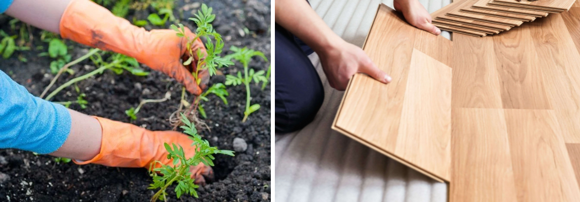 Person mit Handschuhen pflanzt eine Jungpflanze und Person, die Laminat verlegt.