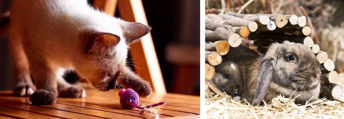 Katze mit Spielzeug und Kaninchen unter Kleintierbrücke aus Holz.