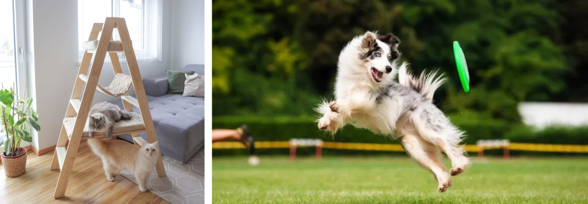 Alternativer Katzenbaum, Hund mit Frisbee.